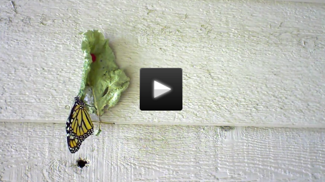 Monarch butterfly emergence video